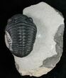 Beautiful / Phacops Trilobite - Mrakib, Morocco #11008-4
